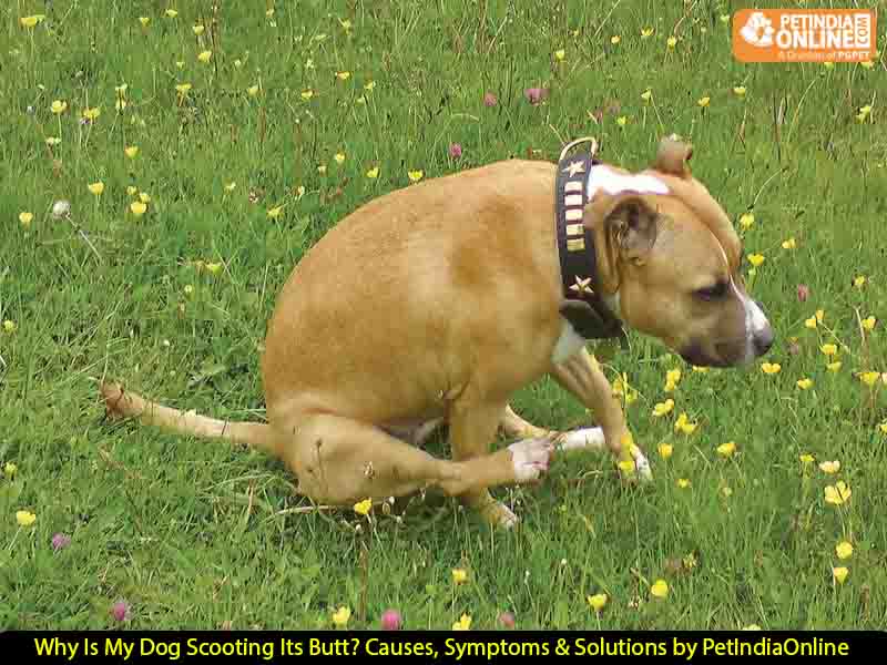 Why Is My Dog Scooting Its Butt? Causes, Symptoms & Solutions by PetIndiaOnline