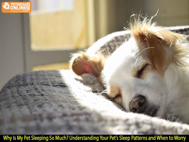 Why Is My Pet Sleeping So Much? Understanding Your Pet’s Sleep Patterns and When to Worry