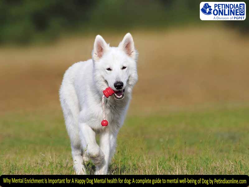 Why Mental Enrichment Is Important for A Happy Dog Mental health for dog: A complete guide to mental well-being of Dog by Petindiaonline.com