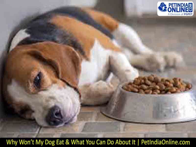 Why Won’t My Dog Eat & What You Can Do About It | PetIndiaOnline.com