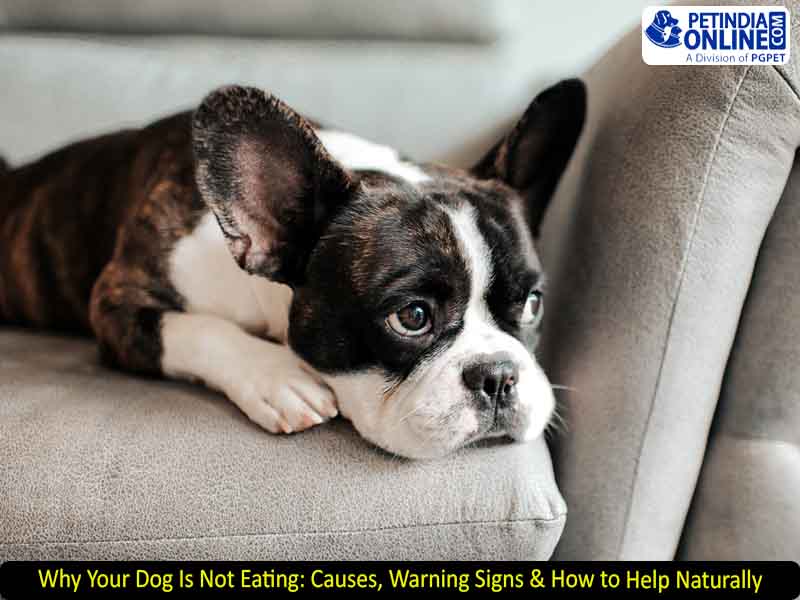 Why Your Dog Is Not Eating: Causes, Warning Signs & How to Help Naturally