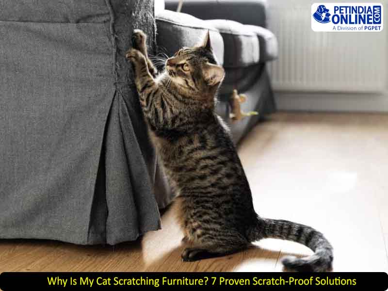 Why Is My Cat Scratching Furniture? 7 Proven Scratch-Proof Solutions