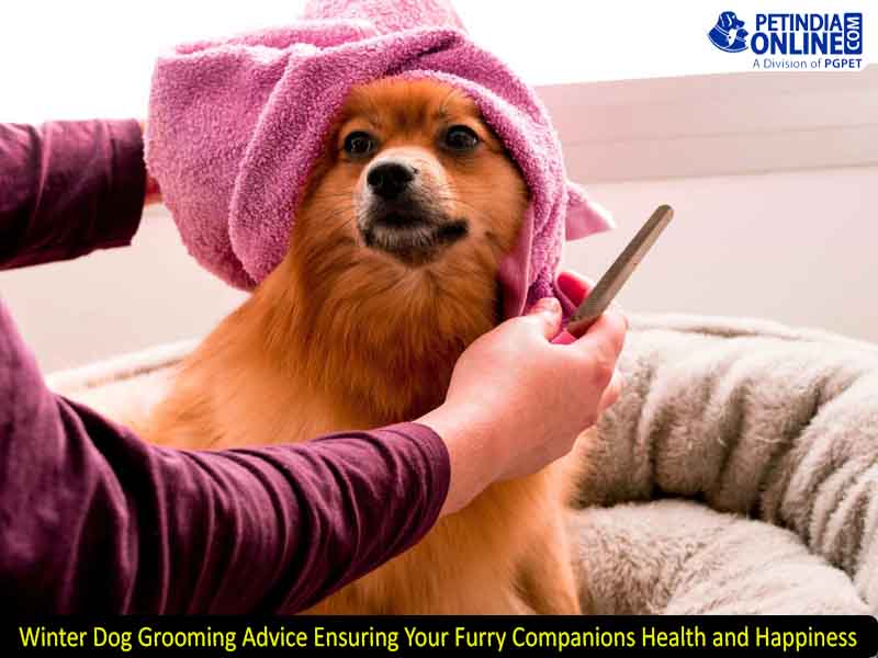 Winter Dog Grooming Advice Ensuring Your Furry Companions Health and Happiness