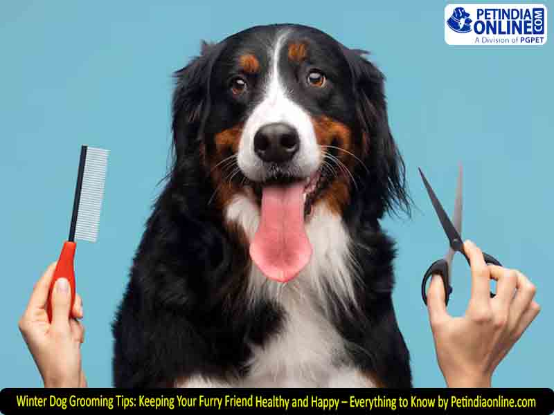 Winter Dog Grooming Tips: Keeping Your Furry Friend Healthy and Happy – Everything to Know by Petindiaonline.com