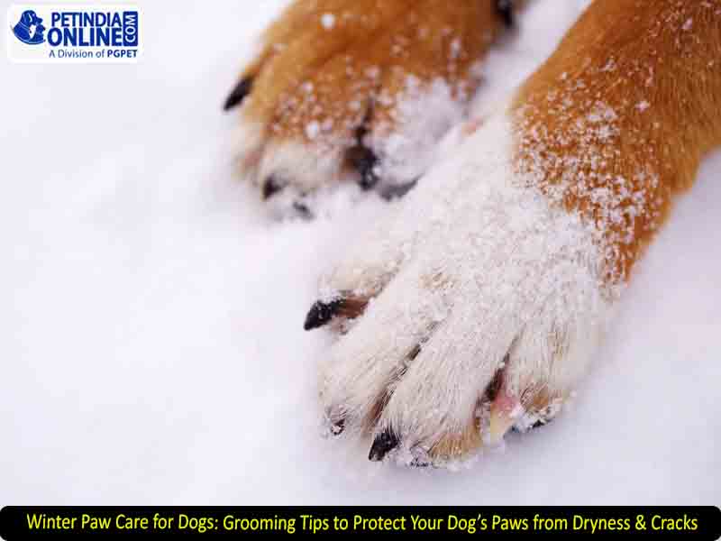 Winter Paw Care for Dogs: Grooming Tips to Protect Your Dog’s Paws from Dryness & Cracks