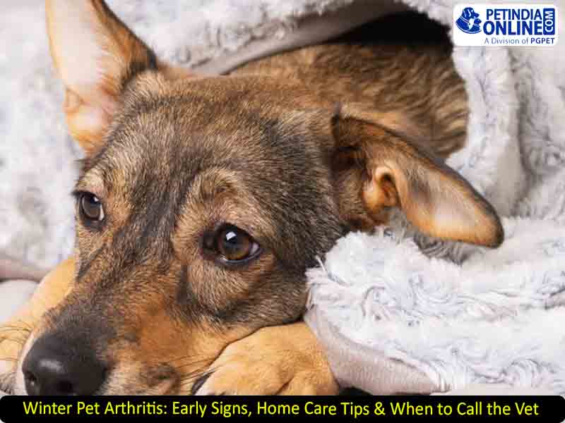 Winter Pet Arthritis: Early Signs, Home Care Tips & When to Call the Vet