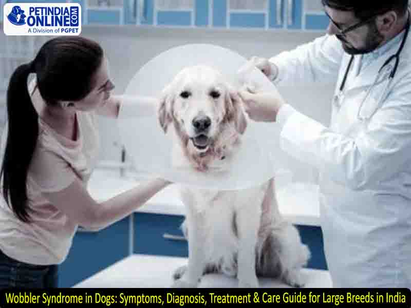 Wobbler Syndrome in Dogs: Symptoms, Diagnosis, Treatment & Care Guide for Large Breeds in India