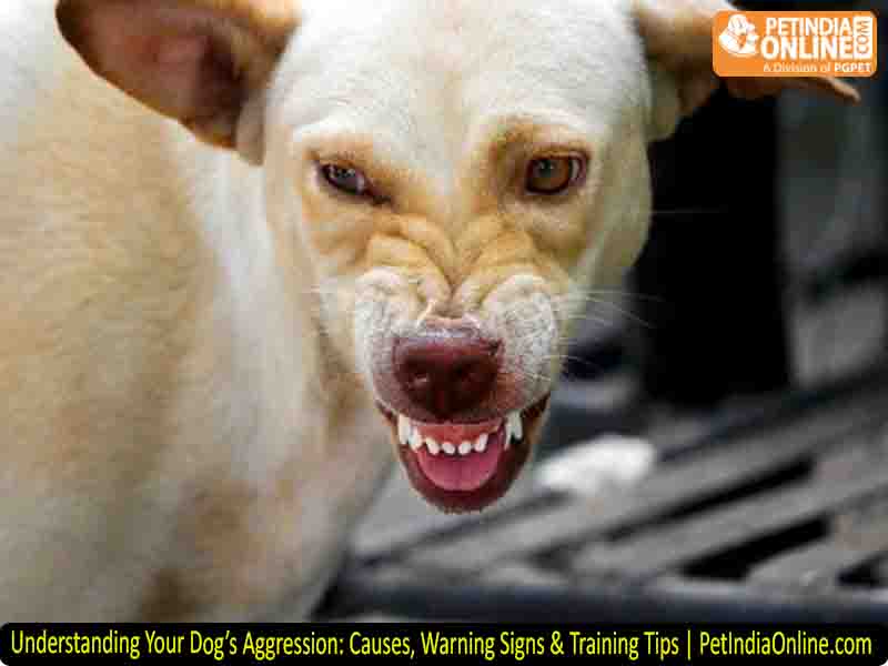 Understanding Your Dog’s Aggression: Causes, Warning Signs & Training Tips | PetIndiaOnline.com