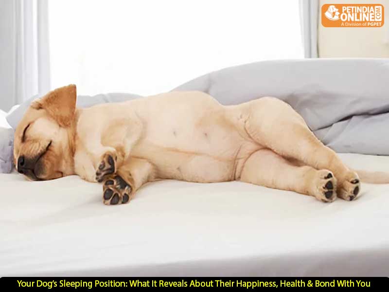 Your Dog’s Sleeping Position: What It Reveals About Their Happiness, Health & Bond With You