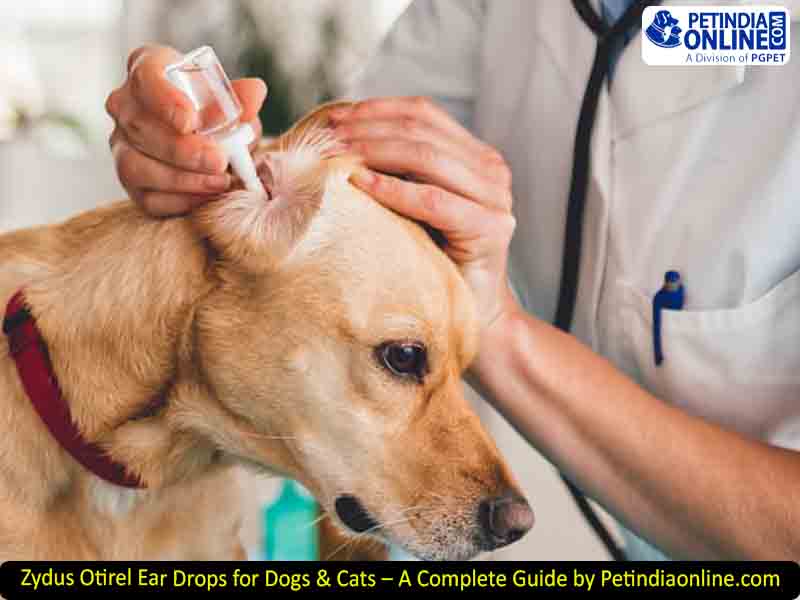 Zydus Otirel Ear Drops for Dogs & Cats – A Complete Guide by Petindiaonline.com