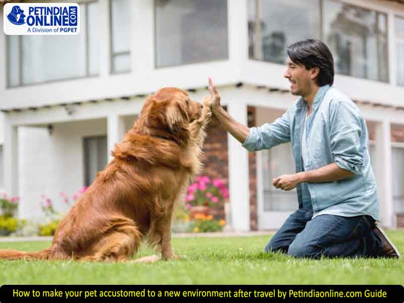 how to make your pet accustomed to a new environment after travel by Petindiaonline.com Guide