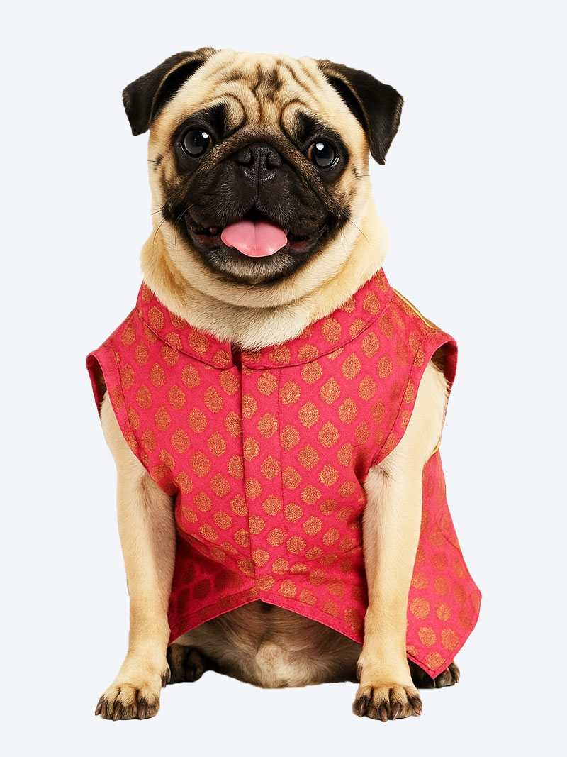 Sherwani with Jacket Pattern for Dogs – Size 30 | Petindiaonline.com