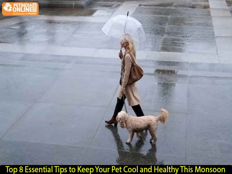 Top 8 Essential Tips to Keep Your Pet Cool and Healthy This Monsoon