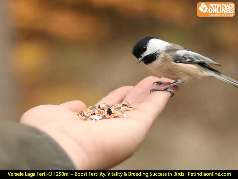Versele Laga Ferti-Oil 250ml – Boost Fertility, Vitality & Breeding Success in Birds | Petindiaonline.com